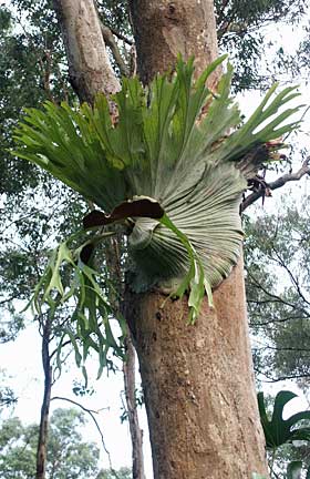 staghorn
